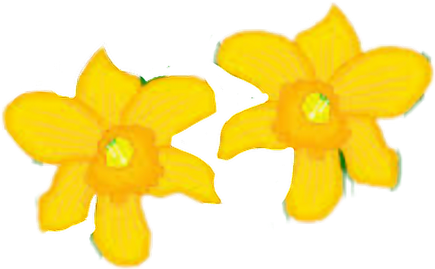 Yellow Daffodils Spring Blossoms PNG Image