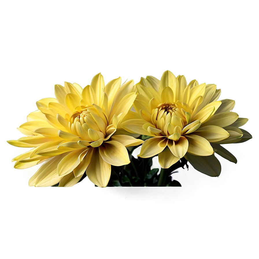 Yellow Dahlia Radiance Png Ecp67 PNG Image