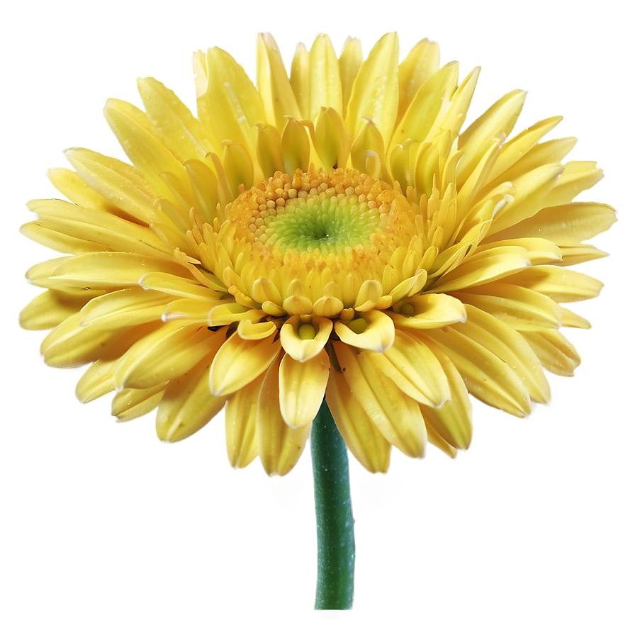 Yellow Daisy And Blue Sky Png 06292024 PNG Image