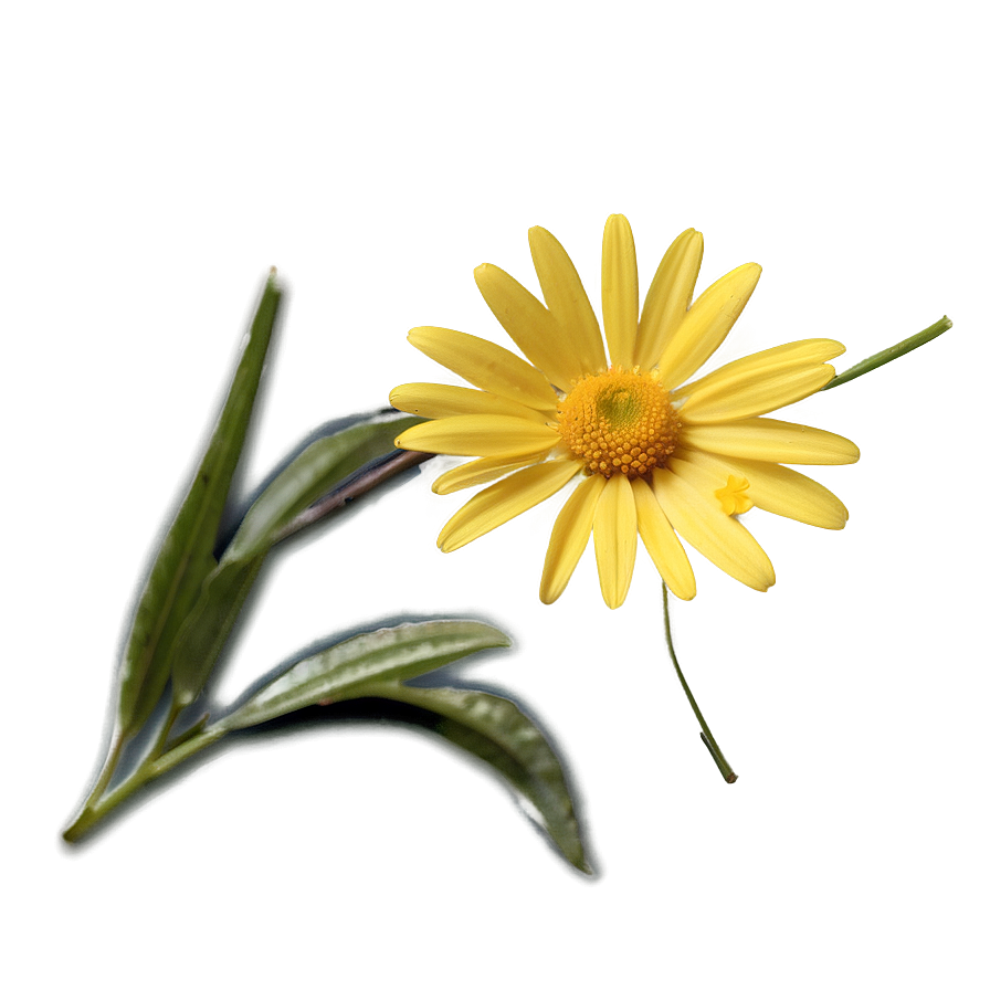 Yellow Daisy B PNG Image