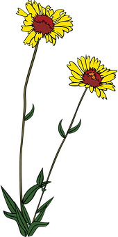 Yellow Daisy Illustration PNG Image