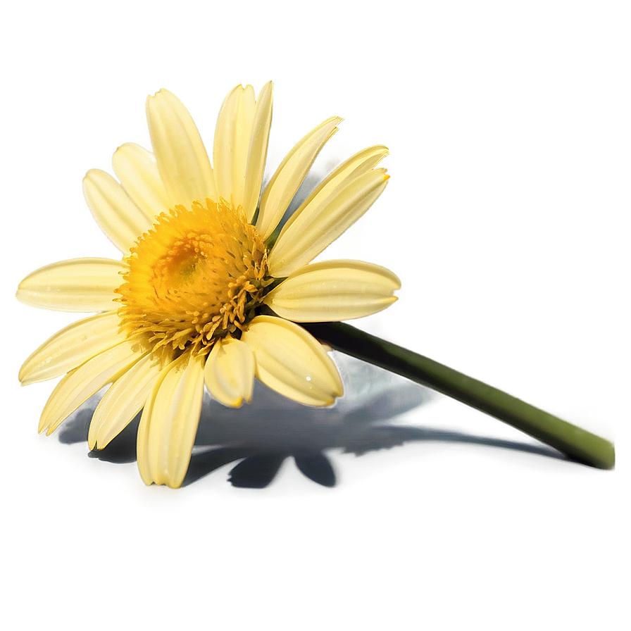 Yellow Daisy In Sunshine Png 64 PNG Image