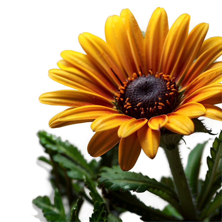 Yellow Daisy In Sunshine Png Ibd PNG Image