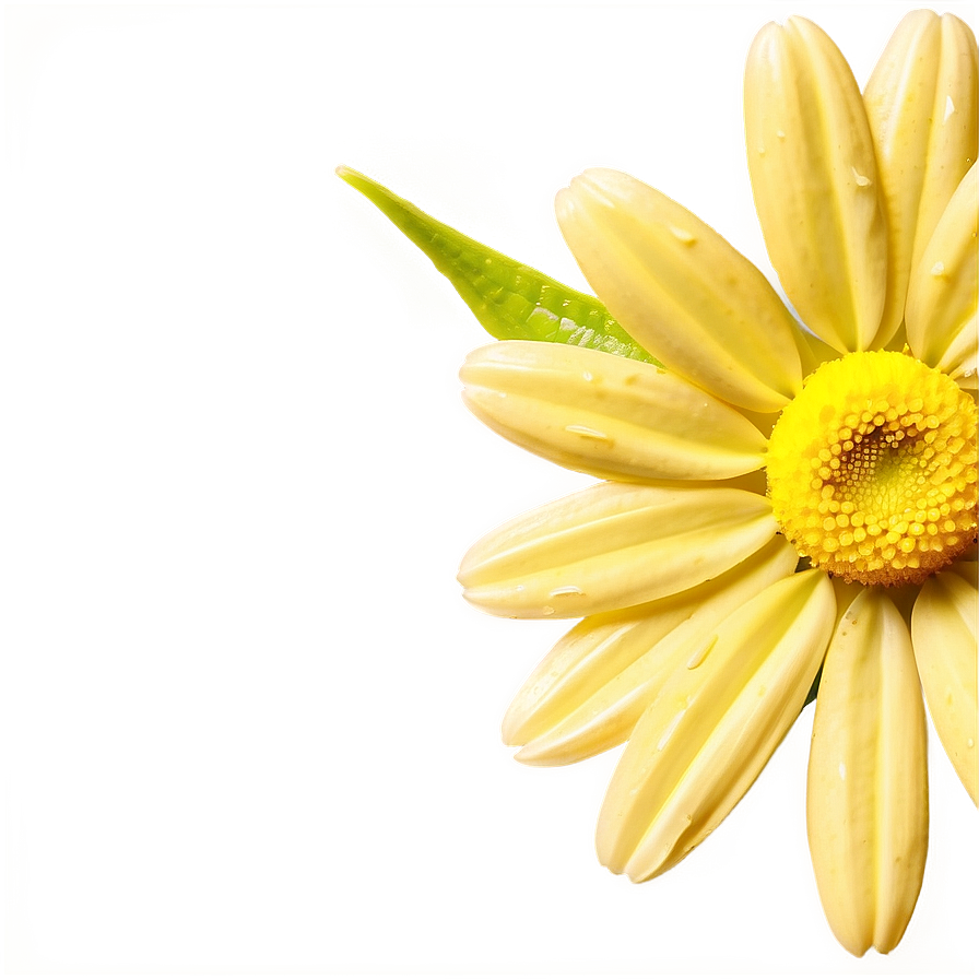 Yellow Daisy Macro Shot Png 39 PNG Image