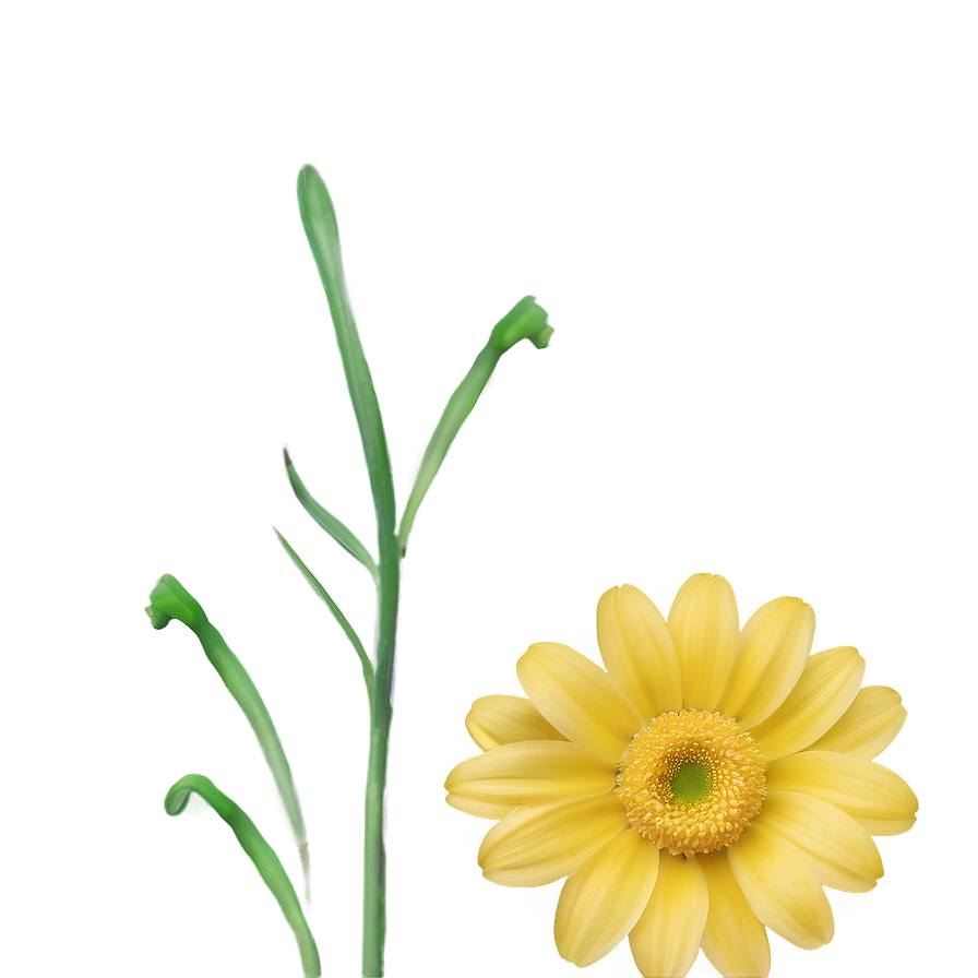 Yellow Daisy Minimalist Design Png 17 PNG Image