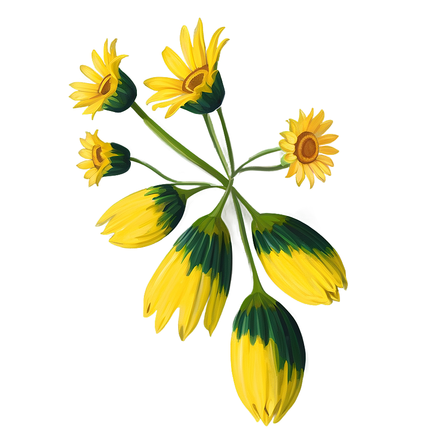 Yellow Daisy Outline Png 65 PNG Image