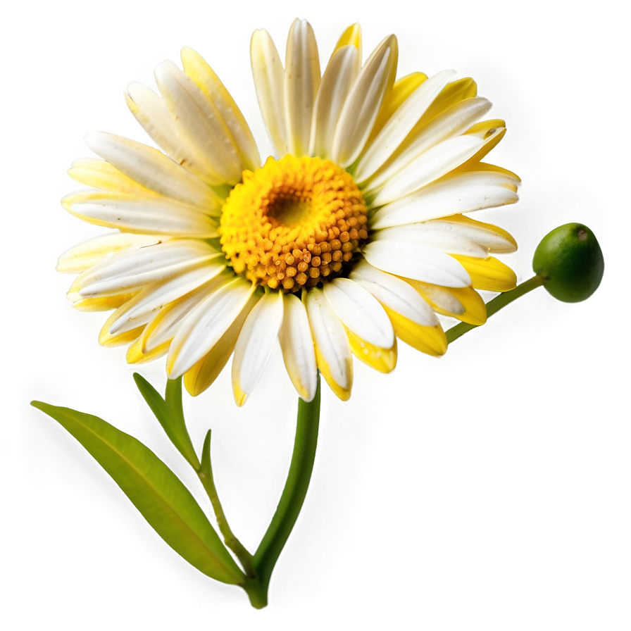 Yellow Daisy Png 06292024 PNG Image