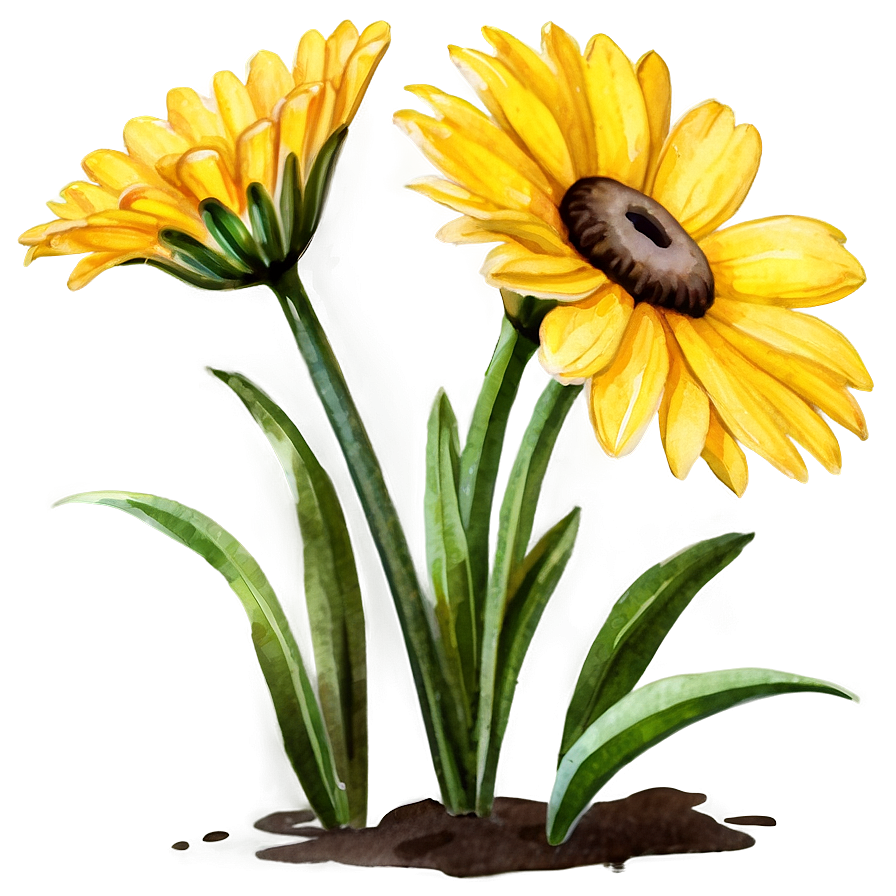 Yellow Daisy Watercolor Png 06292024 PNG Image