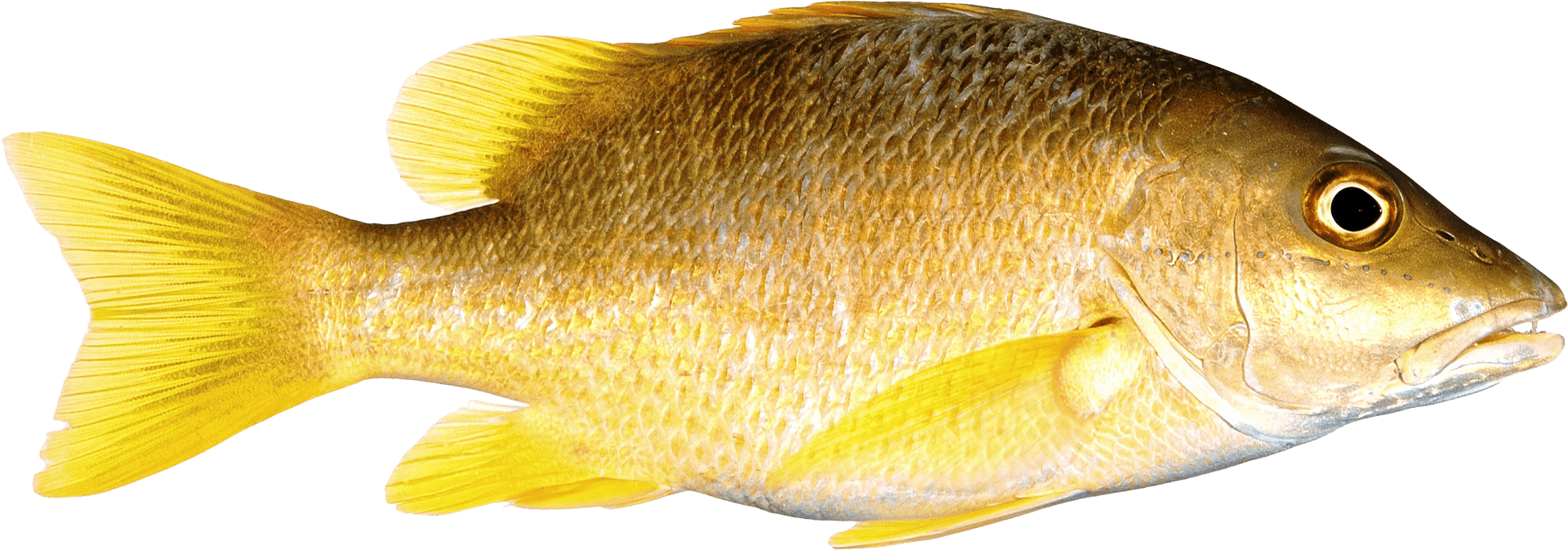 Yellow Fish Isolatedon Transparent Background.png PNG Image