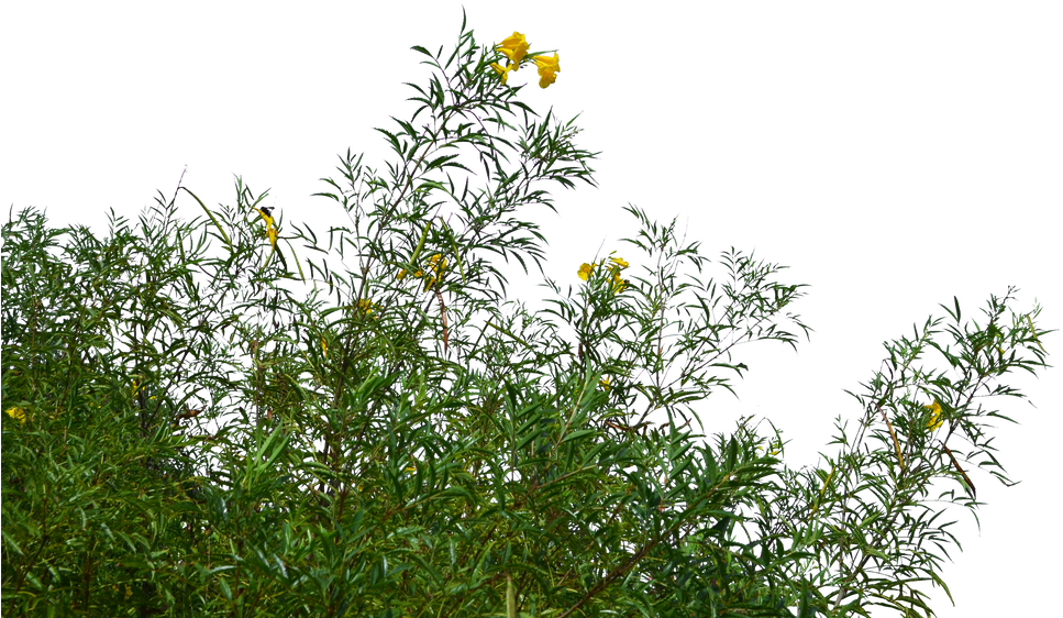 Yellow Flowered Greenery PNG Image