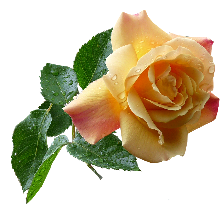 Yellow Gradient Rosewith Dew Drops.png PNG Image