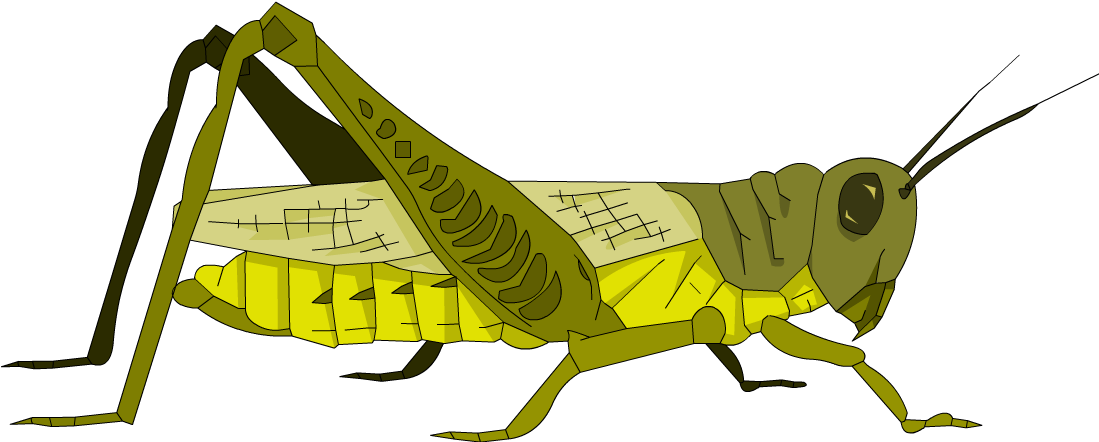 Yellow Grasshopper Illustration.png PNG Image