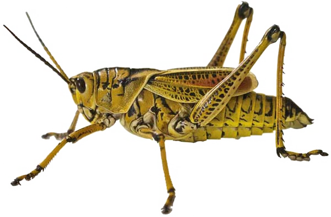 Yellow Grasshopper Isolated Background PNG Image