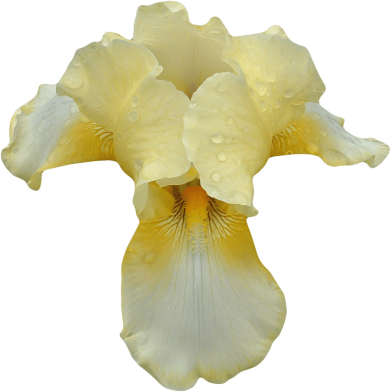 Yellow Iris Flower Transparent Background PNG Image