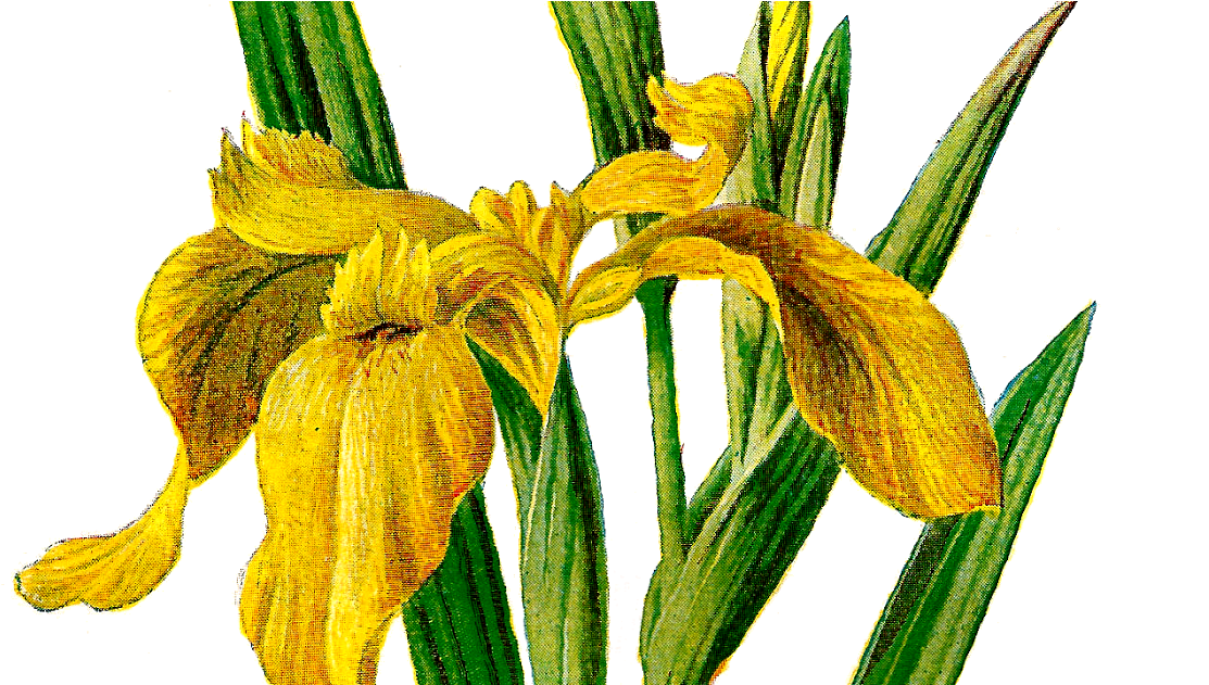 Yellow Iris Illustration PNG Image