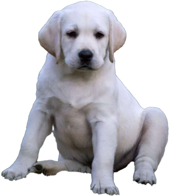 Yellow Labrador Puppy Sitting PNG Image