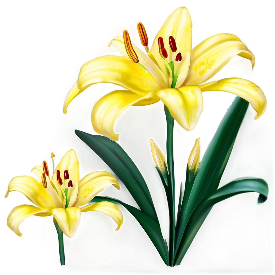 Yellow Lilies Png 26 PNG Image