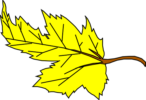 Yellow Maple Leaf Vector Illustration PNG Image