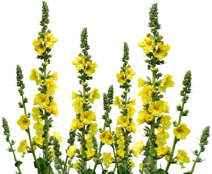 Yellow Meadow Flowers PNG Image