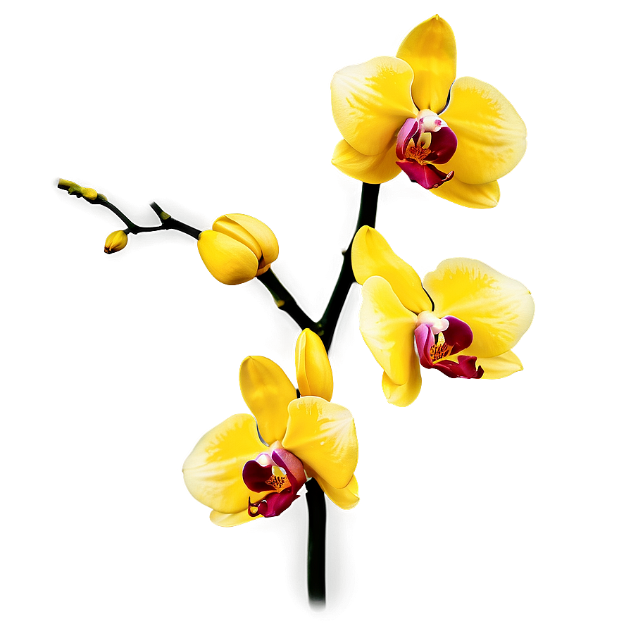 Yellow Orchid Png 05242024 PNG Image