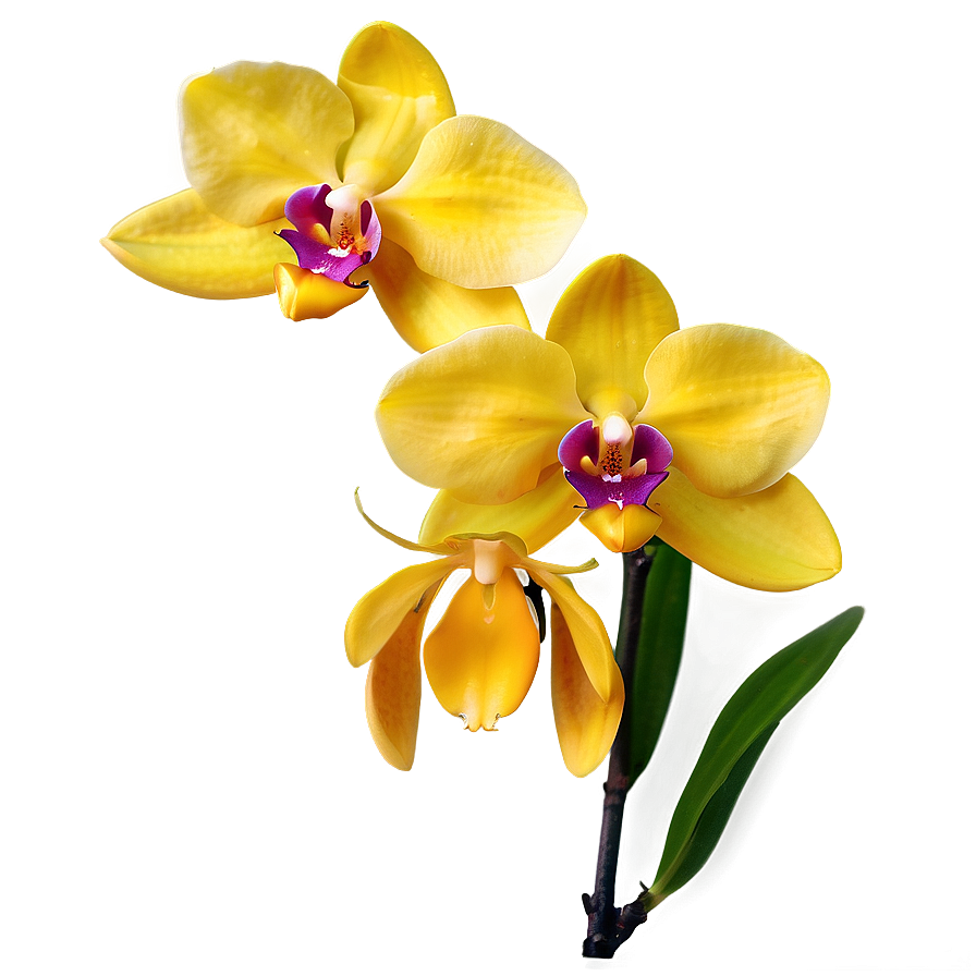 Yellow Orchids Png Dip PNG Image