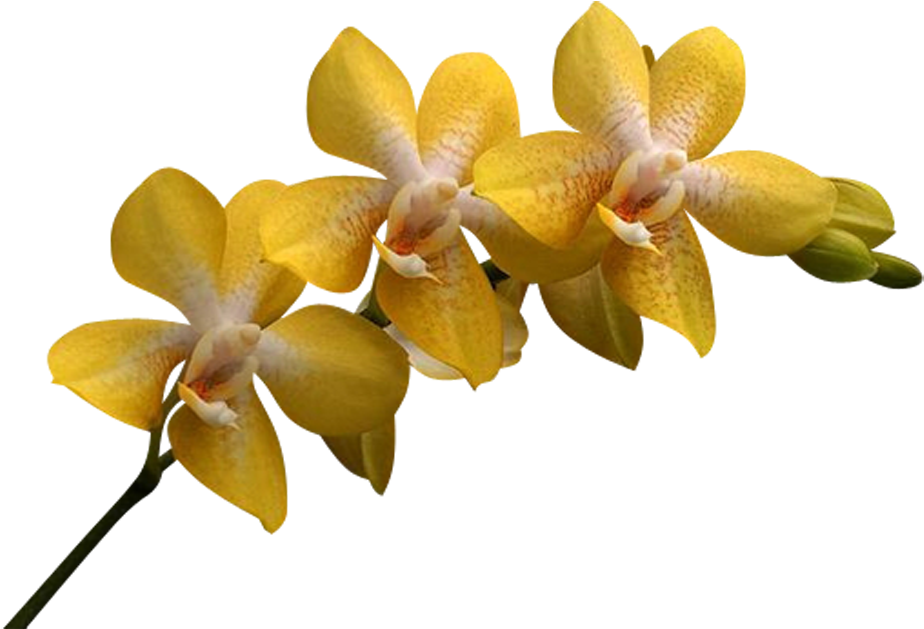 Yellow Phalaenopsis Orchid Bloom PNG Image