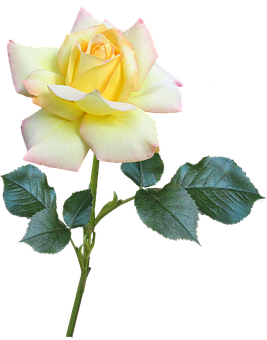 Yellow Pink Rose Black Background PNG Image