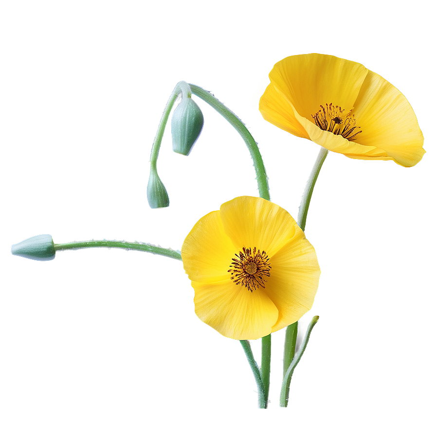 Yellow Poppies Png 06122024 PNG Image