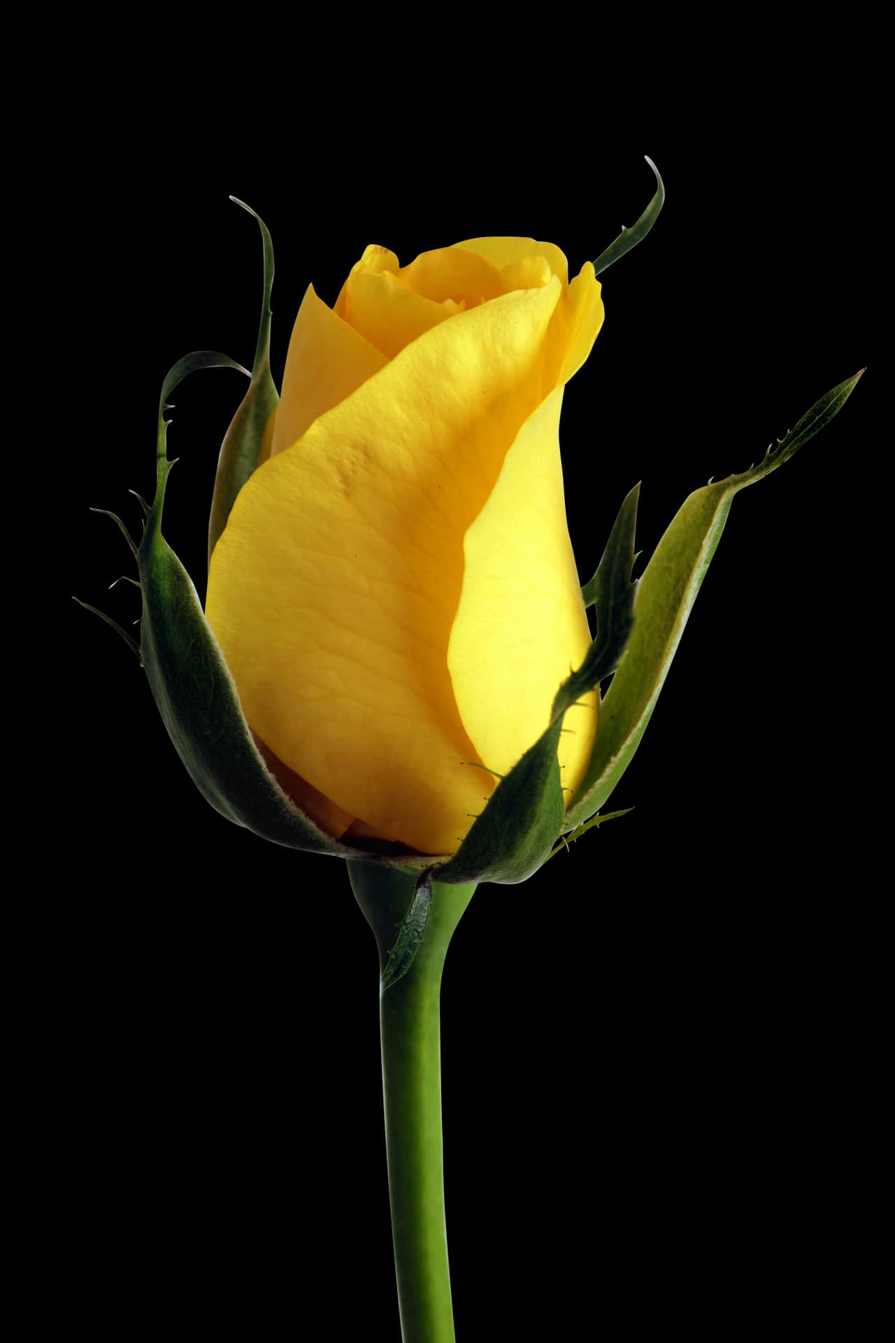 Yellow Rose Bud Black Background PNG Image