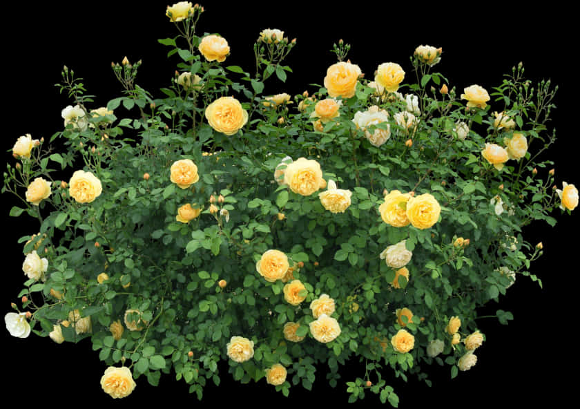 Yellow Rose Bush Black Background PNG Image