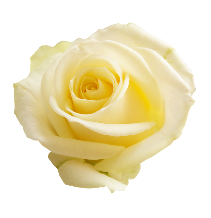 Yellow Rose Isolated Background PNG Image