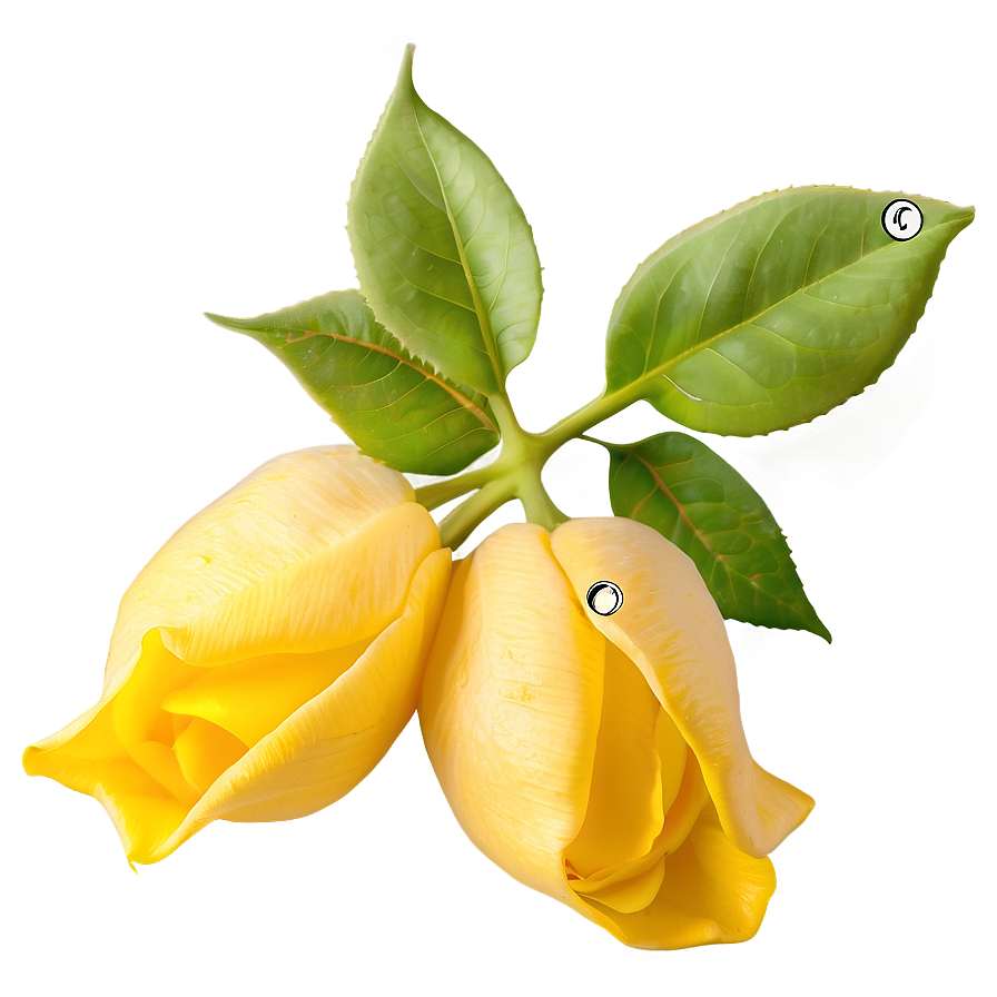 Yellow Rose Petals Png 05252024 PNG Image