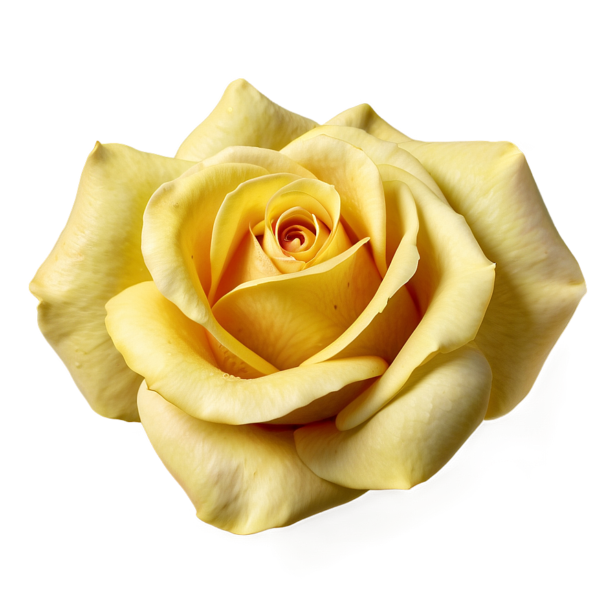 Yellow Rose Petals Png 3 PNG Image