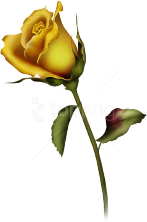 Yellow Rose Single Stem PNG Image