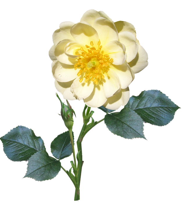 Yellow Rose Transparent Background PNG Image