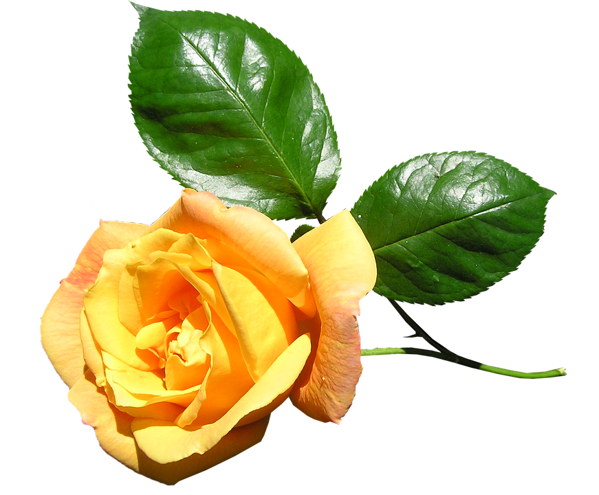 Yellow Rose Transparent Background PNG Image