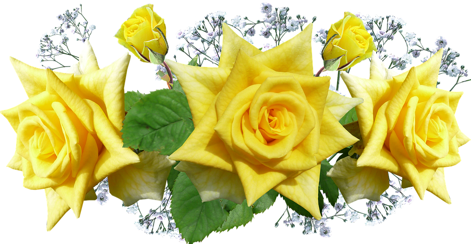 Yellow Roses Transparent Background PNG Image