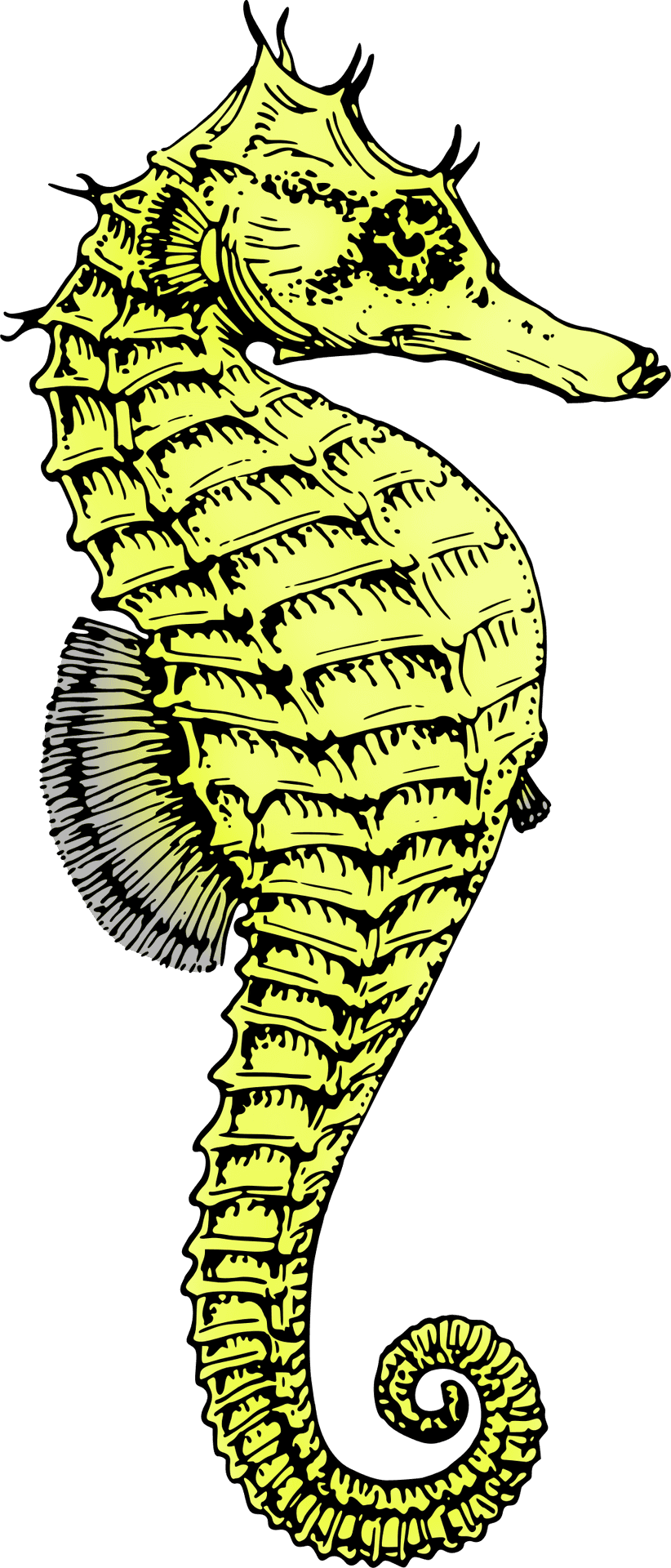 Yellow Seahorse Illustration PNG Image