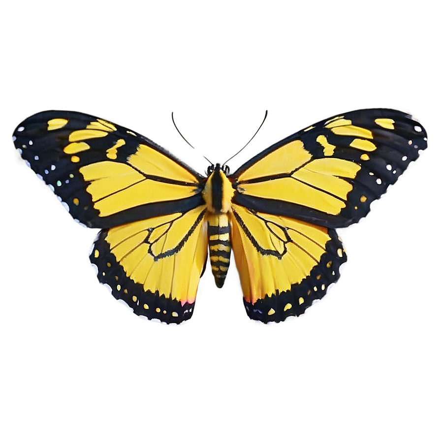 Yellow Tiger Butterfly Png Jjt PNG Image