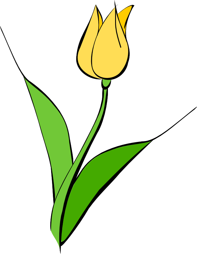 Yellow Tulip Vector Art PNG Image