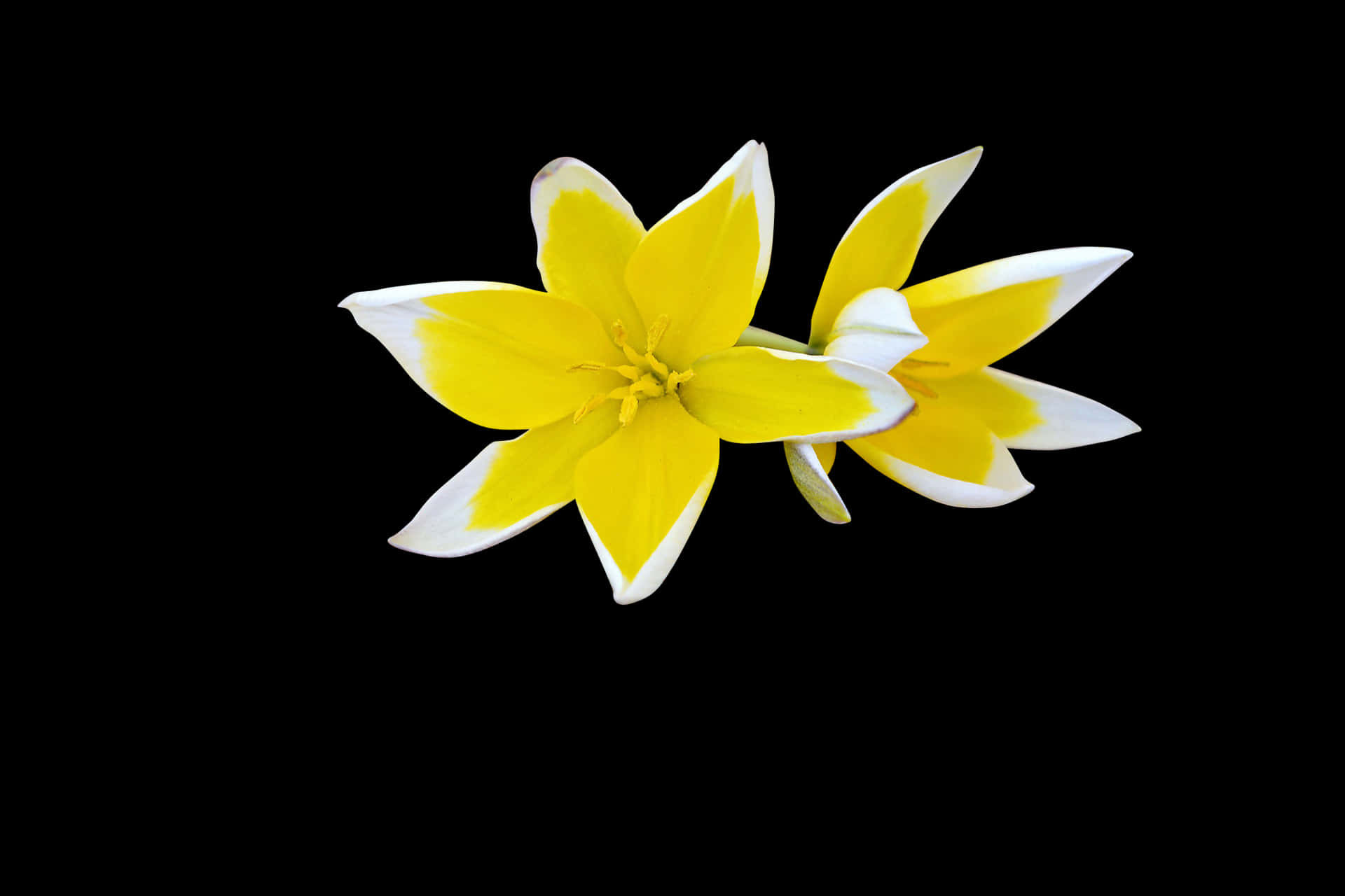 Yellow White Flower Black Background PNG Image