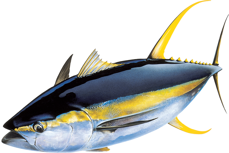 Yellowfin Tuna Side View PNG Image