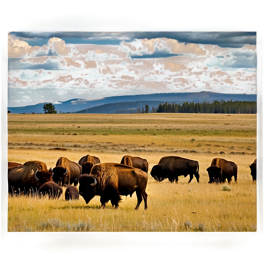 Yellowstone Bison Herd Png 06112024 PNG Image