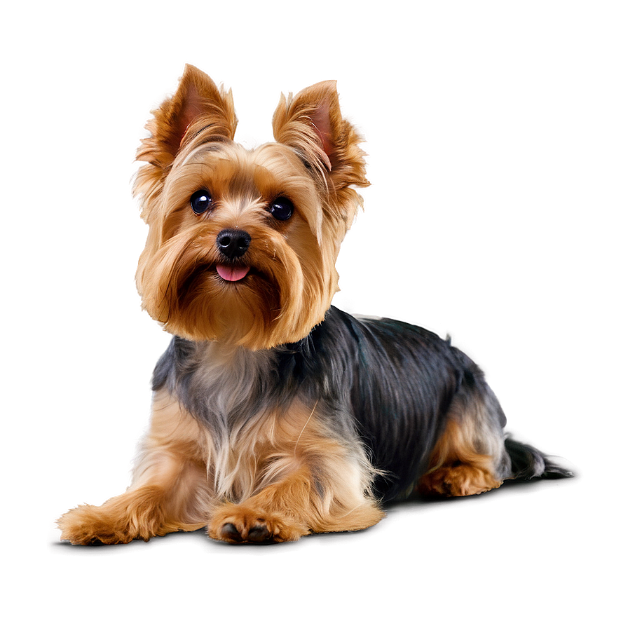 Yorkie Head Tilt Png Xlw PNG Image