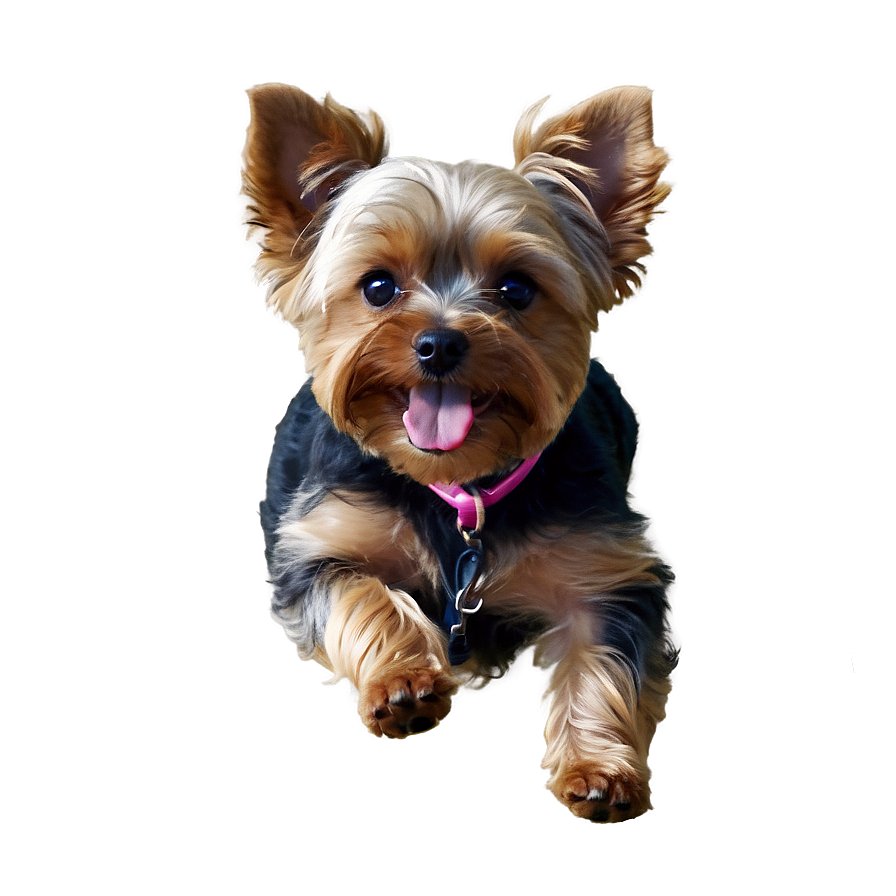 Yorkie In Action Png Rsh25 PNG Image