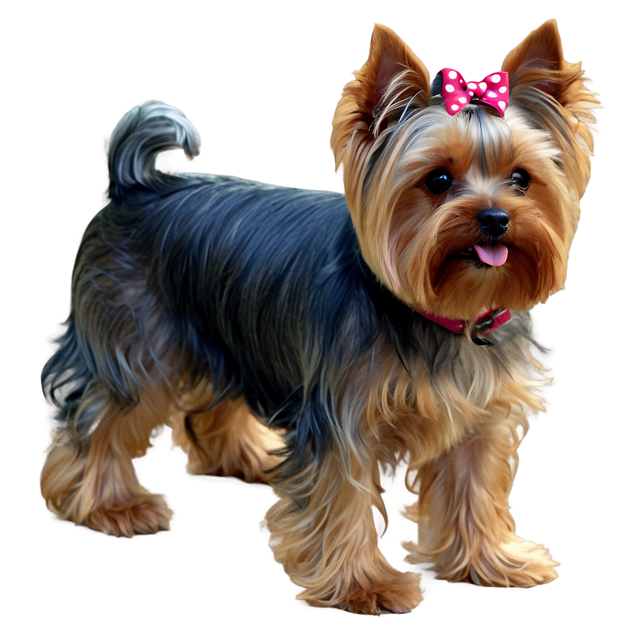 Yorkie In Park Png 31 PNG Image