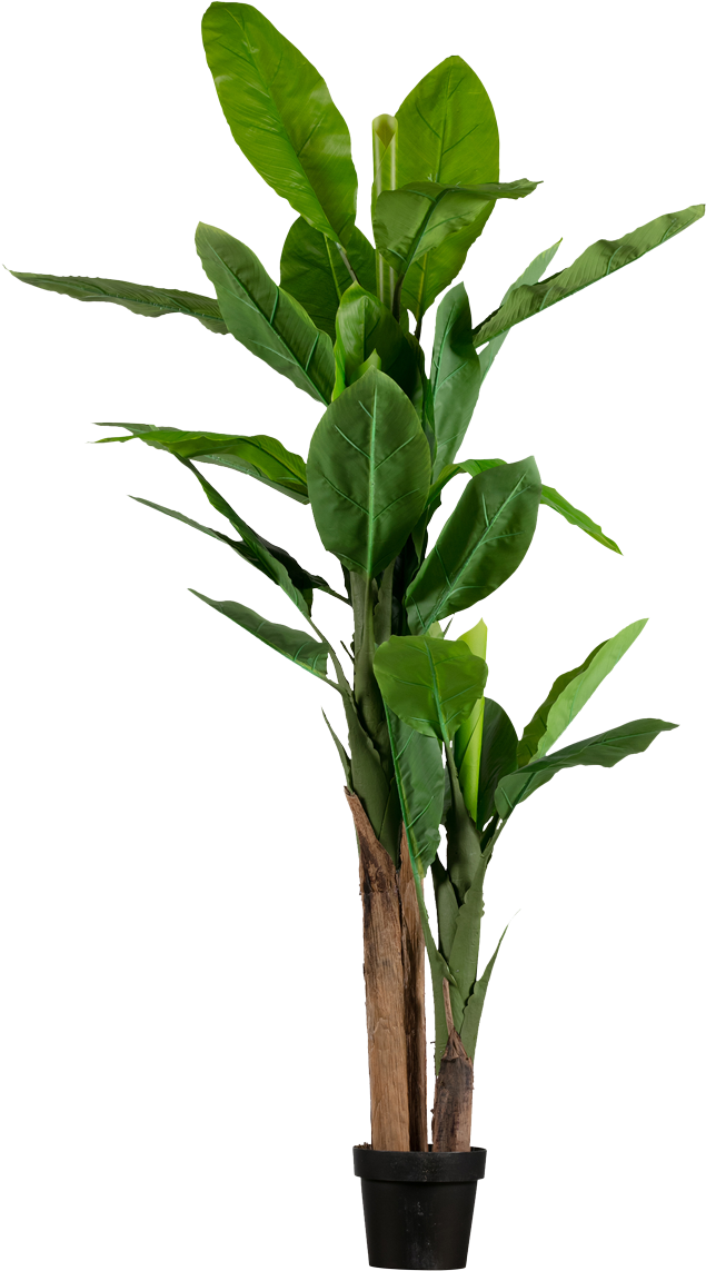 Young Banana Plantin Pot PNG Image