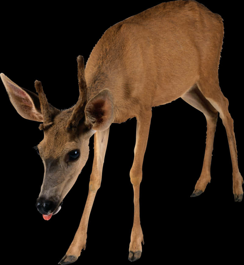 Young Deer Black Background PNG Image