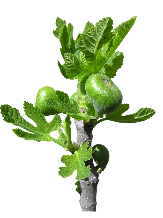 Young Fig Tree Branchwith Fruit PNG Image