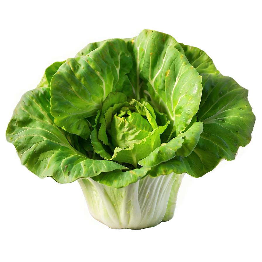 Young Lettuce Png Cgx PNG Image